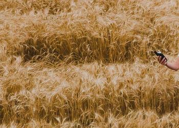Student standing out in a wheat field