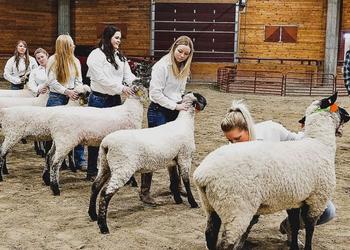 Students showing sheep during Ag-Arama